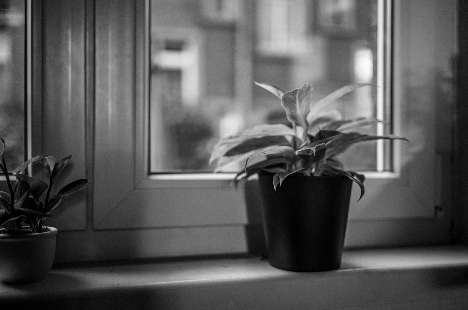 Eine Grünpflanze in einem dunklen Topf auf der Fensterbank, links angeschnitten eine zweite. Durch das Fenster sind unscharf die Häuser gegenüber zu sehen. Schwarz-weiß.